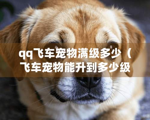 qq飞车宠物满级多少（飞车宠物能升到多少级）