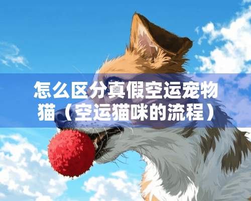 怎么区分真假空运宠物猫（空运猫咪的流程）