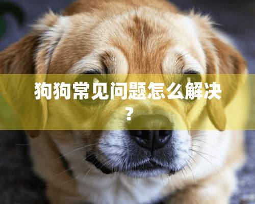 狗狗常见问题怎么解决？