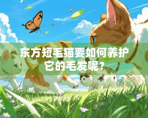 东方短毛猫要如何养护它的毛发呢？