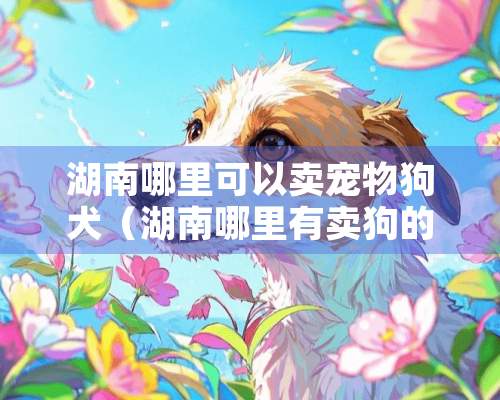 湖南哪里可以卖宠物狗犬（湖南哪里有卖狗的）