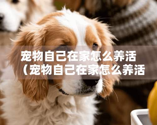 宠物自己在家怎么养活（宠物自己在家怎么养活它）