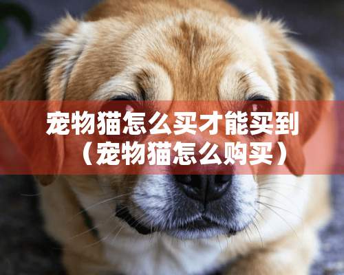 宠物猫怎么买才能买到（宠物猫怎么购买）