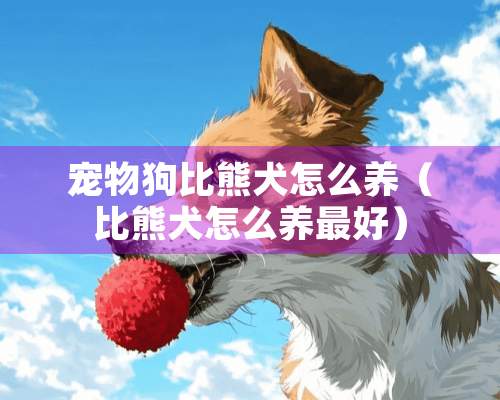 宠物狗比熊犬怎么养（比熊犬怎么养最好）