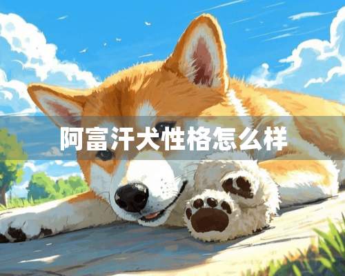 阿富汗犬性格怎么样