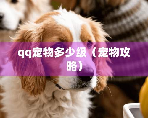 qq宠物多少级（宠物攻略）