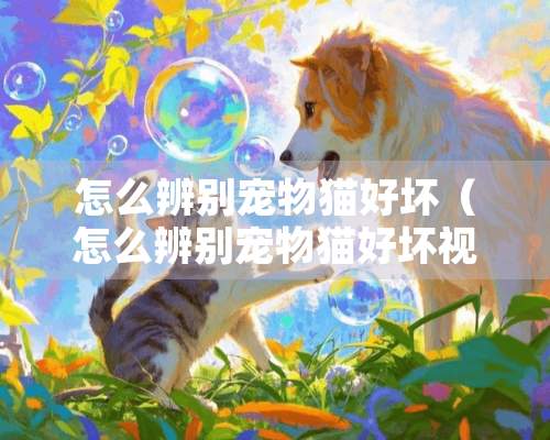 怎么辨别宠物猫好坏（怎么辨别宠物猫好坏视频）