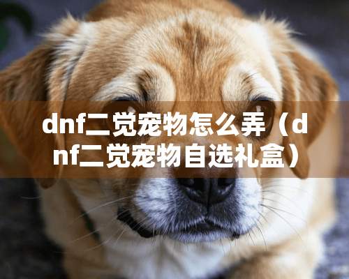 dnf二觉宠物怎么弄（dnf二觉宠物自选礼盒）