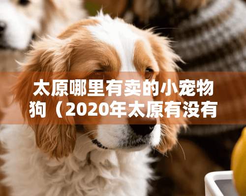 太原哪里有卖的小宠物狗（2020年太原有没有卖狗的全天）