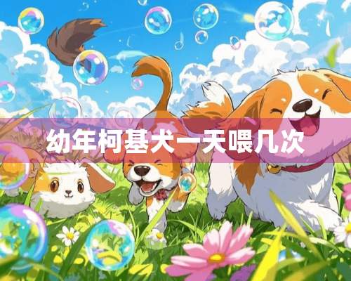 幼年柯基犬一天喂几次