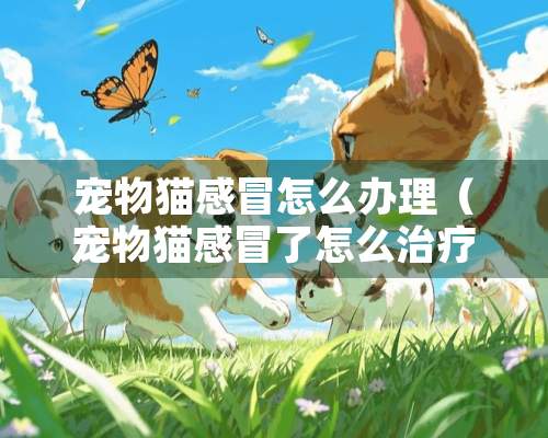 宠物猫感冒怎么办理（宠物猫感冒了怎么治疗）