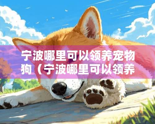 宁波哪里可以领养宠物狗（宁波哪里可以领养猫）