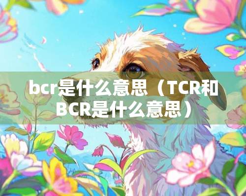 bcr是什么意思（TCR和BCR是什么意思）