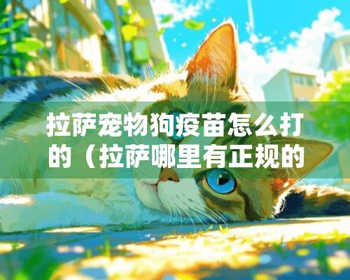 拉萨宠物狗**怎么打的（拉萨哪里有正规的犬舍）