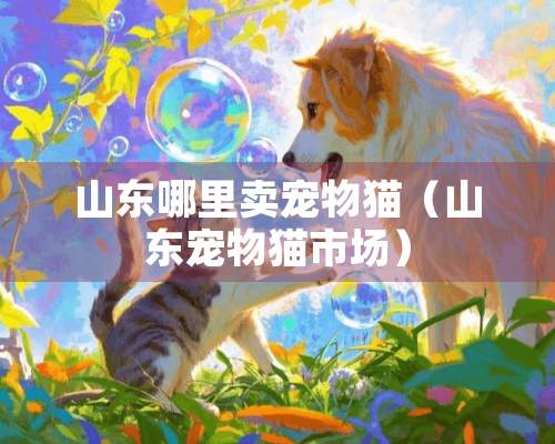 山东哪里卖宠物猫（山东宠物猫市场）