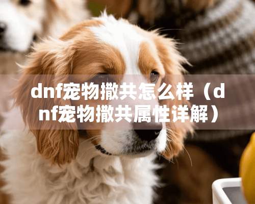 dnf宠物撒共怎么样（dnf宠物撒共属性详解）