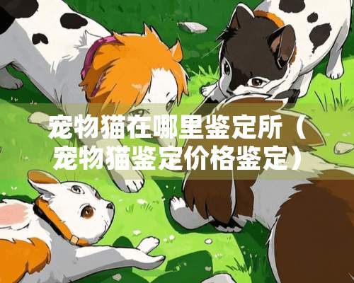 宠物猫在哪里鉴定所（宠物猫鉴定价格鉴定）