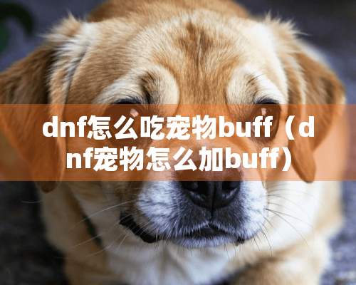 dnf怎么吃宠物buff（dnf宠物怎么加buff）