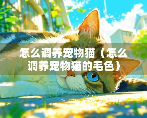 怎么调养宠物猫（怎么调养宠物猫的毛色）