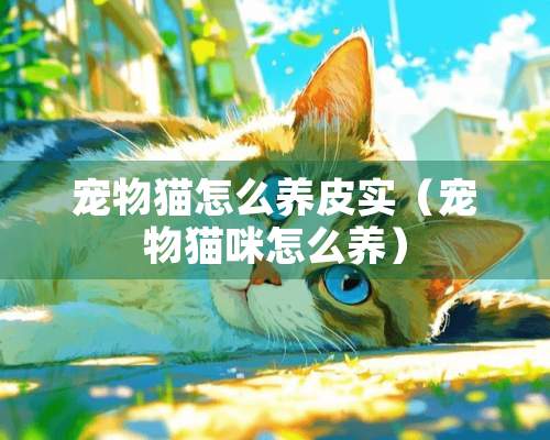 宠物猫怎么养皮实（宠物猫咪怎么养）