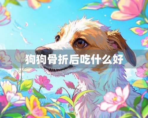 狗狗骨折后吃什么好