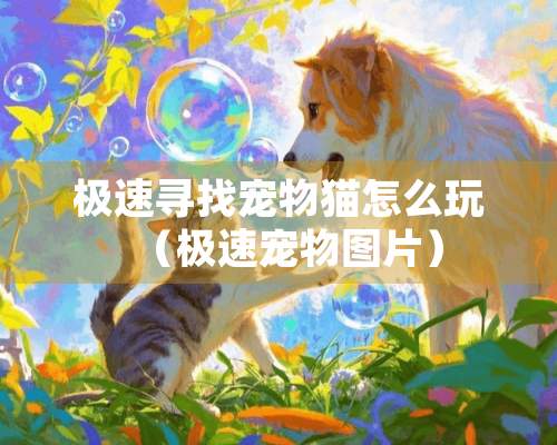 极速寻找宠物猫怎么玩（极速宠物图片）