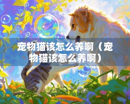 宠物猫该怎么养啊（宠物猫该怎么养啊）