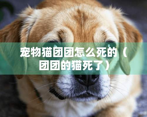 宠物猫团团怎么死的（团团的猫死了）