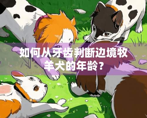 如何从牙齿判断边境牧羊犬的年龄？