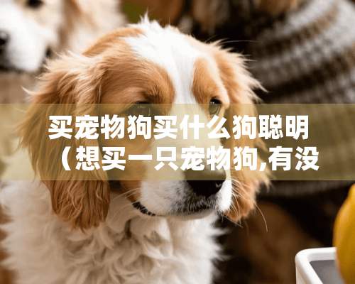 买宠物狗买什么狗聪明（想买一只宠物狗,有没有推荐的品种）