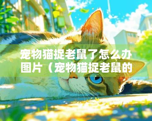 宠物猫捉老鼠了怎么办图片（宠物猫捉老鼠的危害）