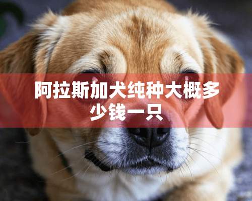 阿拉斯加犬纯种大概多少钱一只