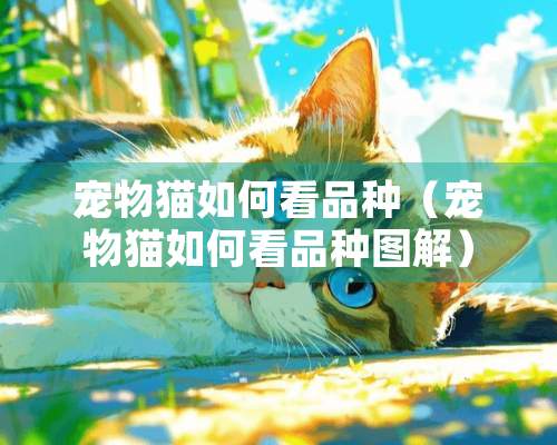 宠物猫如何看品种（宠物猫如何看品种图解）