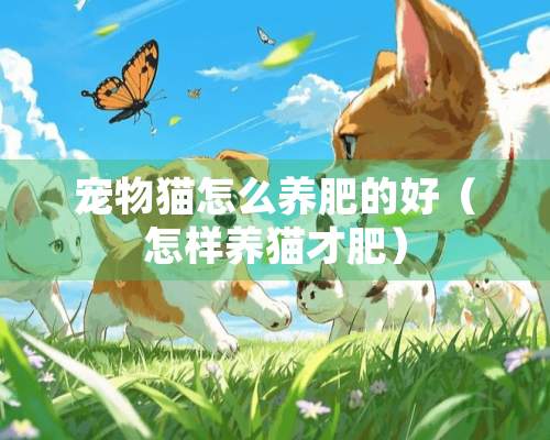 宠物猫怎么养肥的好（怎样养猫才肥）