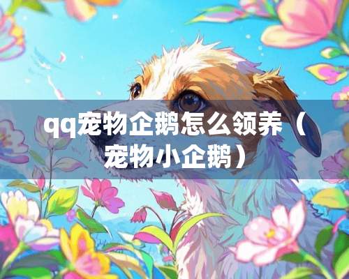 qq宠物企鹅怎么领养（宠物小企鹅）