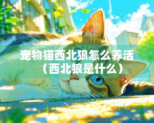 宠物猫西北狼怎么养活（西北狼是什么）