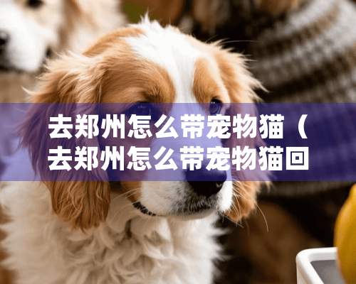 去郑州怎么带宠物猫（去郑州怎么带宠物猫回家）