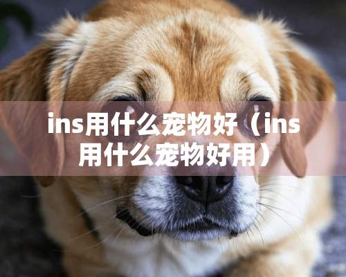 ins用什么宠物好（ins用什么宠物好用）