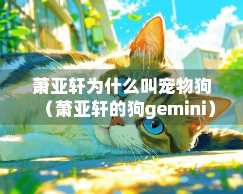 萧亚轩为什么叫宠物狗（萧亚轩的狗gemini）