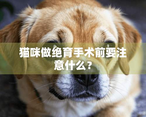 猫咪做绝育手术前要注意什么？