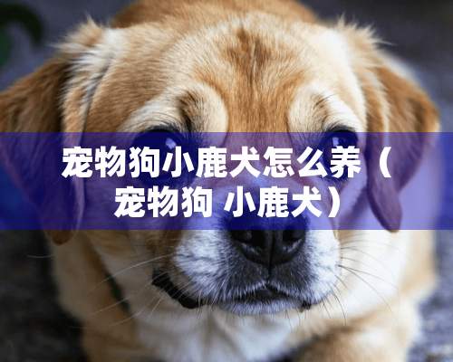 宠物狗小鹿犬怎么养（宠物狗 小鹿犬）