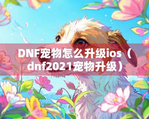 DNF宠物怎么升级ios（dnf2021宠物升级）