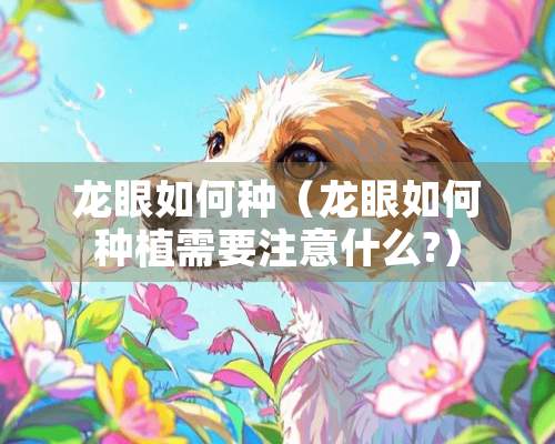 龙眼如何种（龙眼如何种植需要注意什么?）