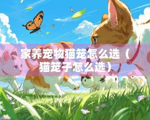 家养宠物猫笼怎么选（猫笼子怎么选）