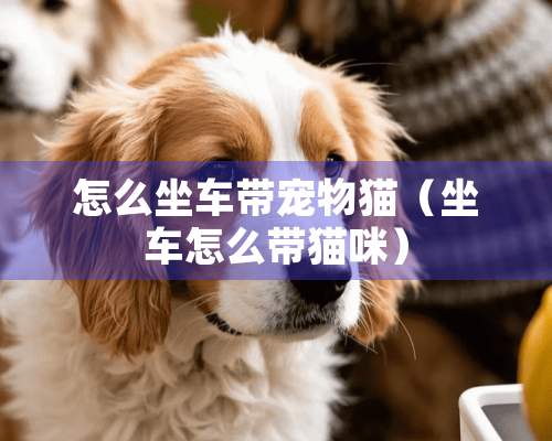 怎么坐车带宠物猫（坐车怎么带猫咪）