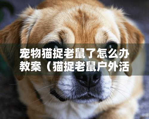 宠物猫捉老鼠了怎么办教案（猫捉老鼠户外活动教案及反思）