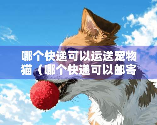 哪个快递可以运送宠物猫（哪个快递可以邮寄猫咪）