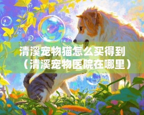 清溪宠物猫怎么买得到（清溪宠物医院在哪里）