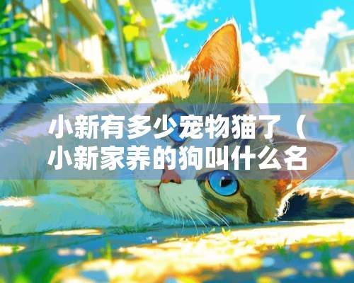 小新有多少宠物猫了（小新家养的狗叫什么名字）