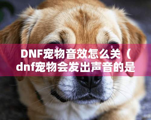 DNF宠物音效怎么关（dnf宠物会发出声音的是啥）